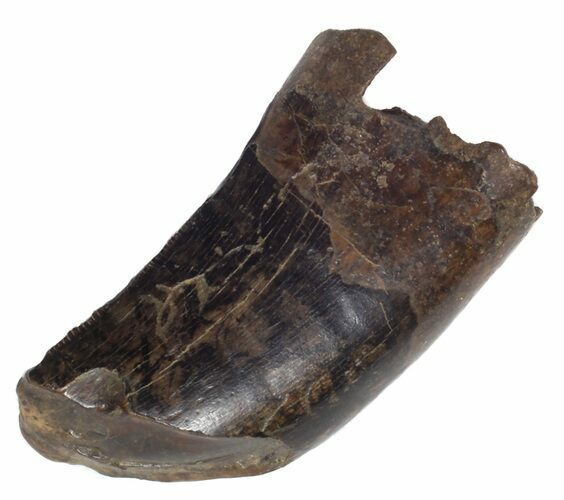 Tyrannosaur (Nanotyrannus) Tooth - Feeding Worn #62747
